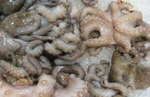 octopus