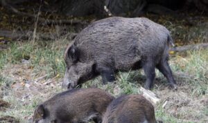 تنفيذ عمليات إحاشة للخنزير البري في 342 نقطة سوداء بالمغرب