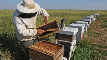 إسقاط خفض ضريبة استيراد العسل يبعث الارتياح في صفوف نحالي المغرب