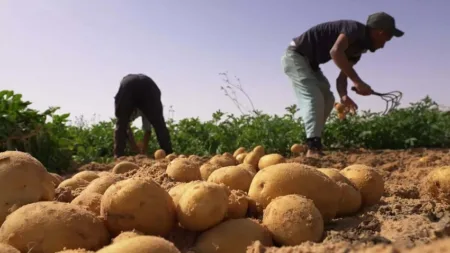 مليار درهم لدعم التشغيل في العالم القروي (وزير)
