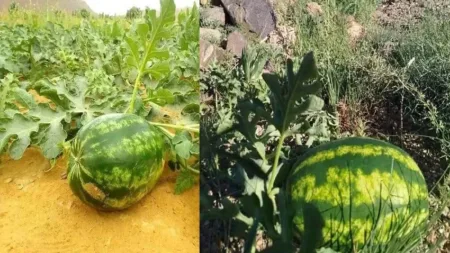 "بطيخ غريب" يثير الحيرة بزاكورة، وفلاحون يوضحون بخصوص الموضوع