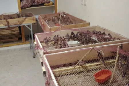 السلطات المغربية تضرب بيد من حديد على تجارة طائر الحسون
