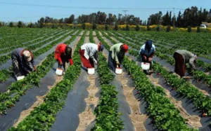 حكومة المغرب ترفع الحد الأدنى للأجر في النشاطات الفلاحية وغير الفلاحية