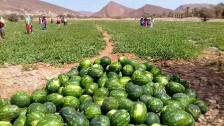 بيئيون ينشدون تدخل لفتيت لإنقاذ زاكورة من خطر "الدلاح"