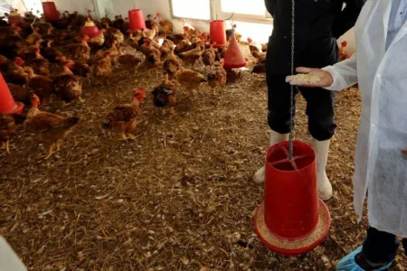 فتح تحقيق بخصوص الأعلاف الموجهة لقطاع الدواجن.