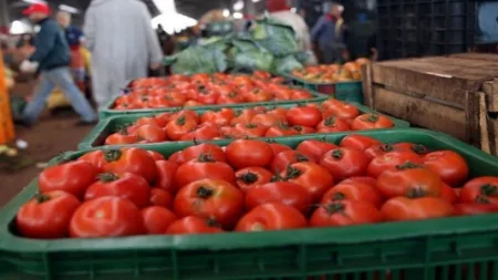 سوس ماسة: القلق يسود في صفوف المنتجين والمزارعين بسبب انهيار أسعار الطماطم
