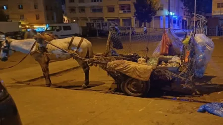 أكادير: السلطات تشن حملة ضد العربات المجرورة بالدواب