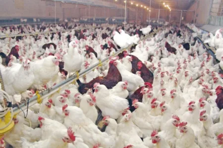مهنيو الدواجن يلتئمون في اجتماع خاص استعدادا لشهر رمضان