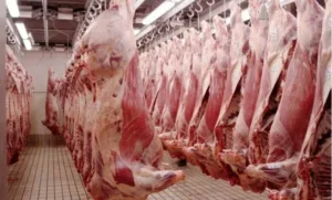 انحفاض﻿ أسعار اللحوم في المجازر الكبرى وارتفاعها في الأسواق يطرح تساؤلات واسعة