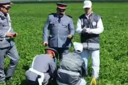 فضيحة زراعية: الدرك الملكي ببوسكورة يلاحق سقي الخضروات بالمياه الملوثة
