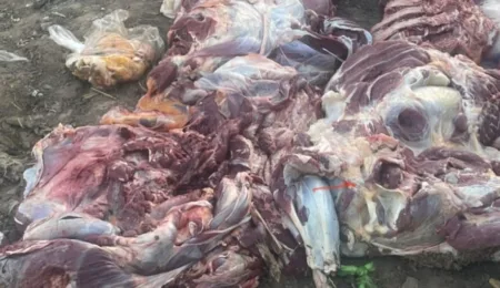 حجز كمية من اللحوم الفاسدة الموجهة إلى محلات الأكل السريع