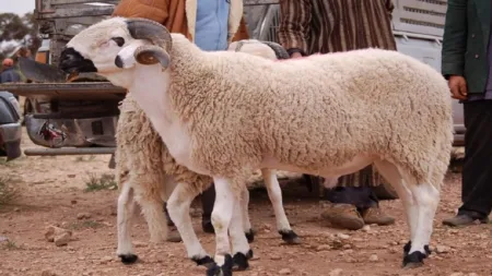 دراسة تتوقع توفير 20 مليار درهم بعد قرار إلغاء ذبح الأضاحي في "العيد الكبير"