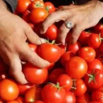 تنسيق محكم بين الديستي والشرطة القضائية بأولاد تايمة ينتهي بصيد ثمين