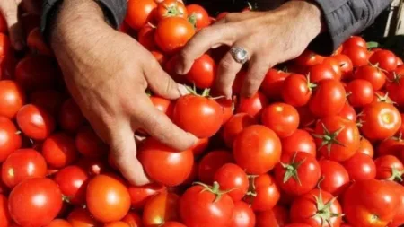 فوضى أسعار الطماطم بسوق إنزكان تثير غضب حماة المستهلك، وسط دعوات إلى تسقيف الأسعار