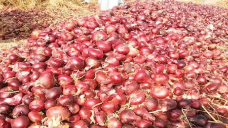 مهنيون يرصدون ثلاثة عوامل رئيسية وراء ارتفاع أسعار البصل في أسواق الجملة بالمغرب