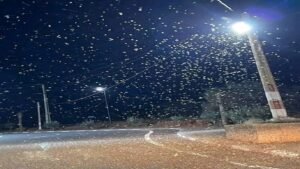 حقيقة وصول الجراد الصحراوي إلى تافراوت و الضواحي. 7 IMG 20250329 WA0129 1