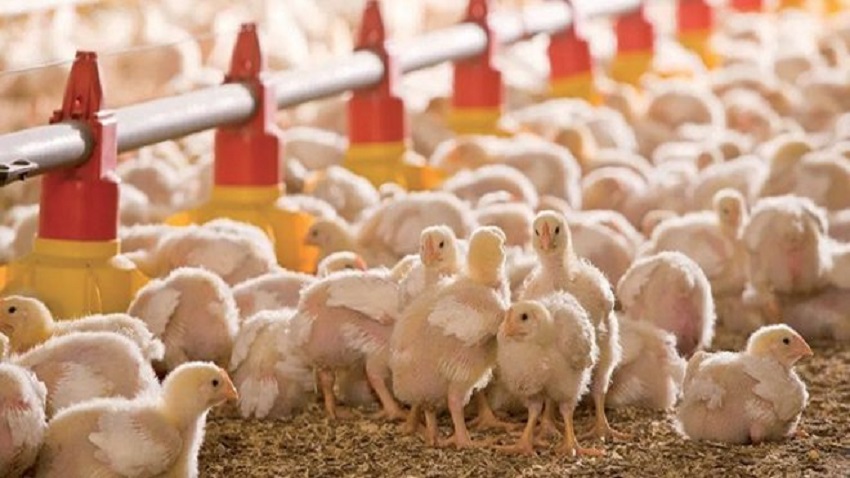 aviculture
