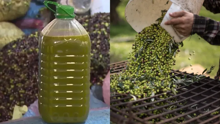 حماة المستهلك يطالبون بفتح تحقيق في أرقام صادرات زيت الزيتون المغربية نحو الاتحاد الأوروبي