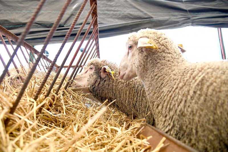 moutons 1 2