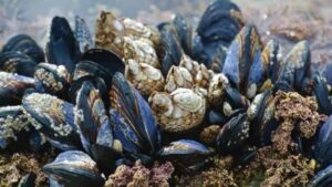 منع جمع وتسويق محار البحر في مناطق بشمال أكادير بسبب سموم بحرية خطيرة 9 mussel
