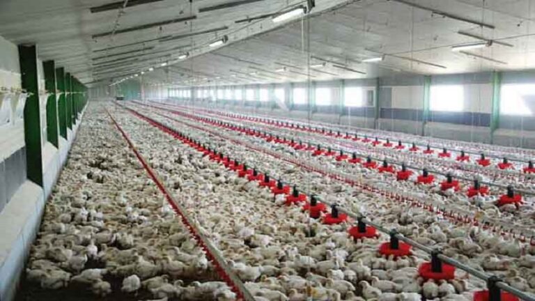 فيدرالية الدواجن تنفي تهم “المضاربة” و”التهرب الضريبي”