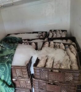تفتيش مستودع سري يسفر عن حجز كمية كبيرة من الأسماك المهربة 4 IMG 20250411 WA0147
