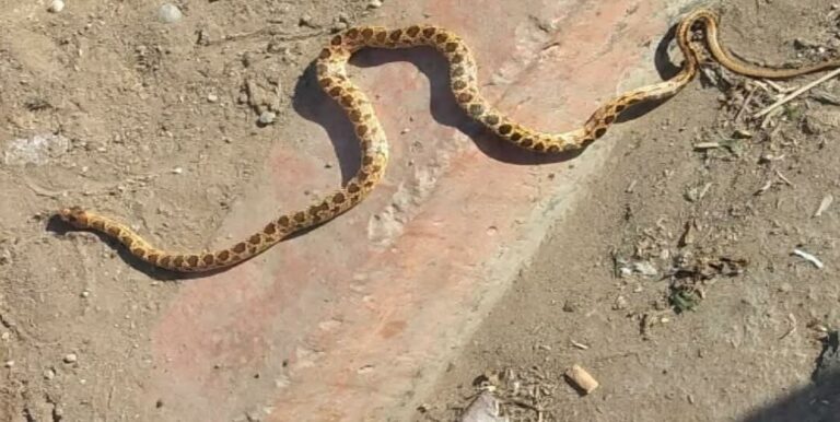 ما حقيقة تجول أفعى وسط حي بمدينة أيت ملول؟