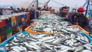 روسيا تسعى لاصطدياد 100 ألف طن من الأسماك من المغرب سنويا 3 IMG0095