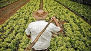 آفة جديدة تهدد المحاصيل الزراعية بسوس ماسة، وتستنفر مسؤولي القطاع الفلاحي 3 Los agricultores