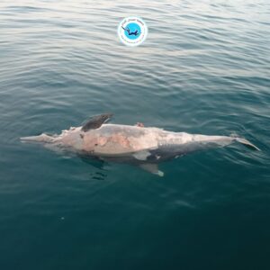 IMG 20250513 WA0201