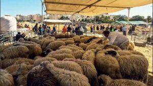 حملات أمنية لمنع بيع الأضاحي بالمغرب تنفيذاً للتوجيهات الملكية.. مداهمات بالبيضاء ومنع بـآسفي 3 Interdiction de la vente danimaux sacrificiels au Maroc