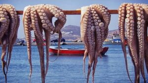 قرار تمديد “الراحة البيولوجية” يثير حفيظة مهنيين بأكادير 11 Repos biologique du poulpe et du calmar