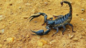 تزنيت: عقرب ترسل ميكانيكيا في وضع حرج إلى المستشفى 5 Scorpion