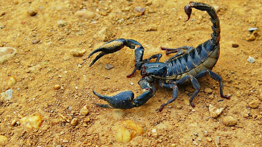 Scorpion