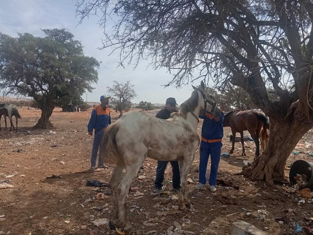 أكادير : تنظيم حملة موسعة لإزلة الأكواخ والعشوائيات المنتشرة ضواحي المدينة. (+فيديو و صور) 5 WhatsApp Image 2025 05 07 at 09.18.52 2