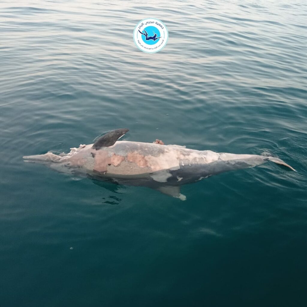 صرخة من أعماق أكادير: دلافين نافقة تكشف كارثة بيئية صامتة 5 WhatsApp Image 2025 05 13 at 22.45.33