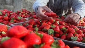 les fruits rouges