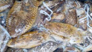مصالح المراقبة تشدد الخناق على الصيد غير القانوني، وتحبط تهريب كميات من الرخويات 5 mollusques
