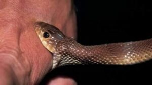 تزنيت: لدغة أفعى ترسل خمسينية إلى المستشفى 10 morsure de serpent