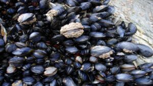 moules