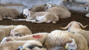 moutons