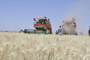 الحبوب البورية تبصم على حصاد مبشر في طاطا، وسط أجواء يملؤها التفاؤل في صفوف الفلاحين 23 tata
