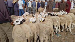 تزنيت تقرر إغلاق رحبة بيع الأغنام مؤقتاً بسوق الخميس لتخفيف تداعيات الجفاف 9 77770998