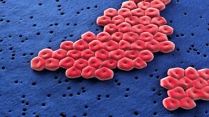 Acinetobacter baumannii