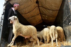 غياب الإشعار بشأن إغلاق أسواق الماشية يرفع منسوب الغضب في صفوف الكسابة، وسط اتهامات بـ "العشوائية" 35 IMG 20250605 WA0164