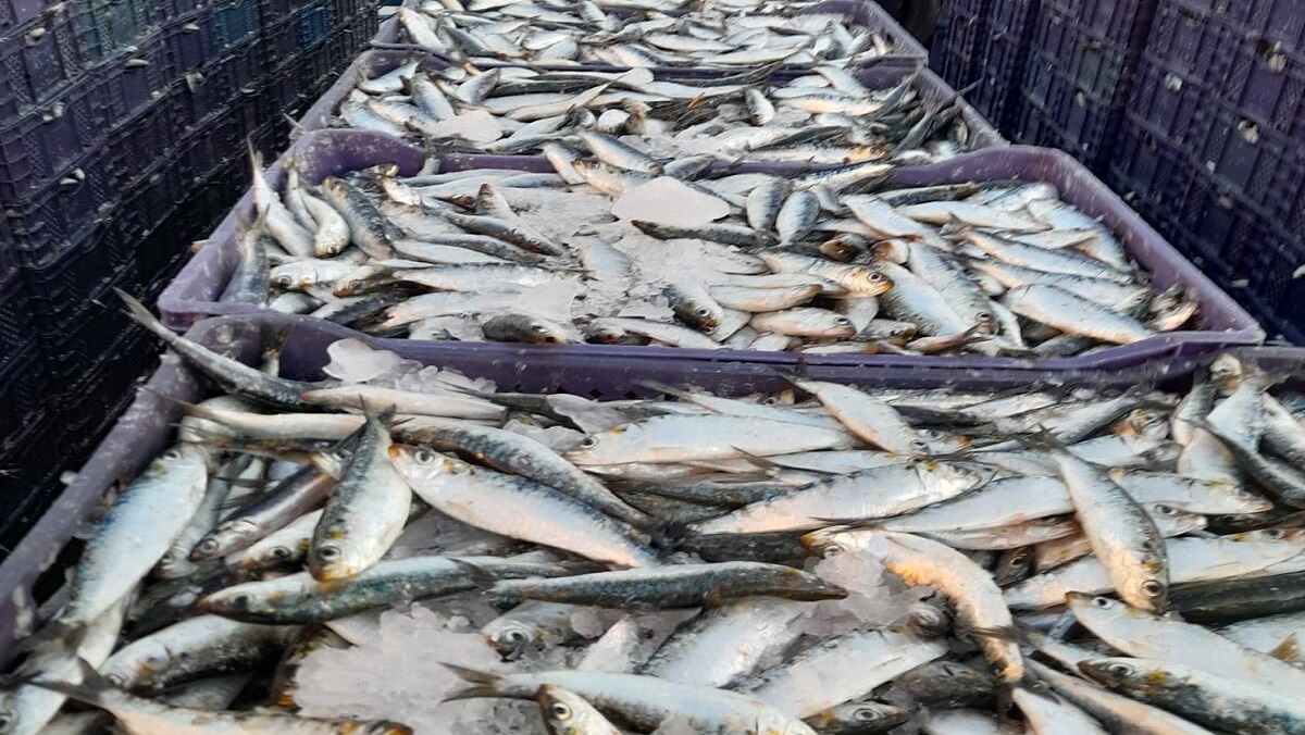 الصيد الجائر يهدد الثروة السمكية في الجنوب، وسط مطالب بوقف النزيف