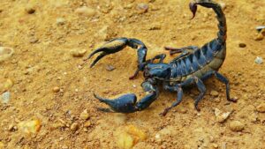 Scorpion