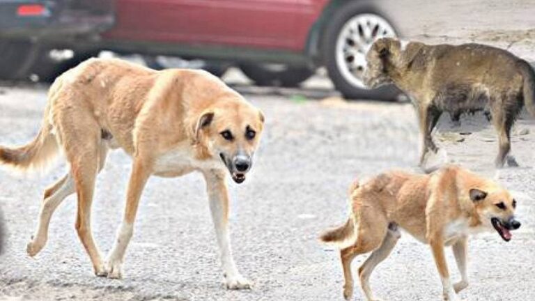 كلبة ضالة تثير الرعب قرب المحطة الطرقية بأكادير، وتصيب 14 شخصا في أقل من أسبوع