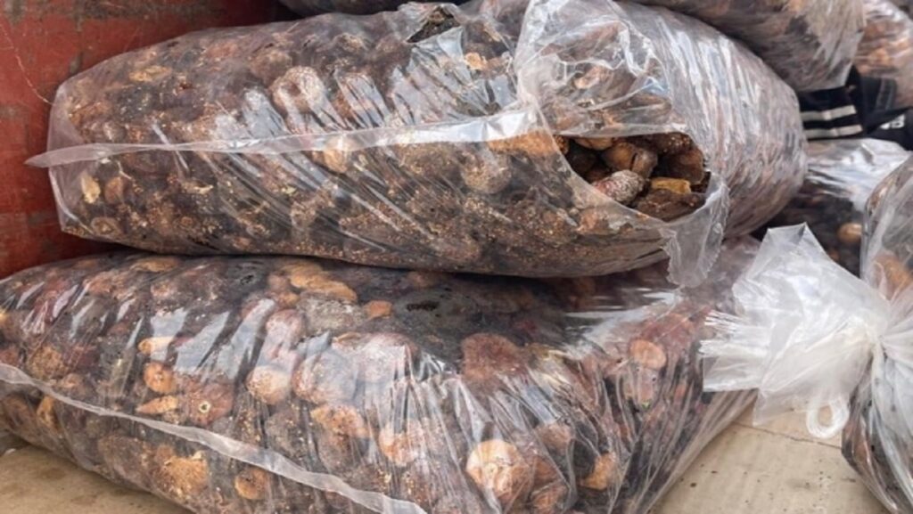 حملة إنزكان تضبط 3990 كبلو من التين المجفف الفاسد: تفاصيل الحجز والإتلاف