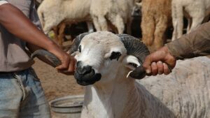 نقل خروف يتسبب في سحب رخصة ثقة سائق "طاكسي" 6 mouton